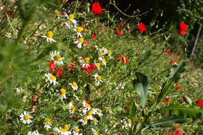 Red flowering plants on field