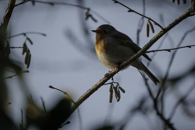 Close-up of bird perching on branch