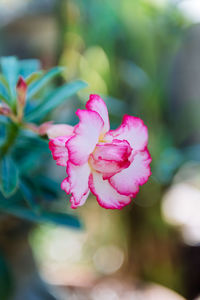 Close-up of pink flower