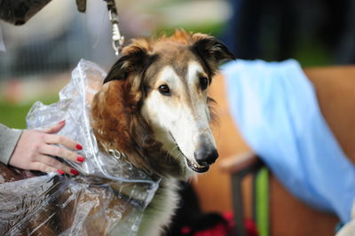 Close-up of hand holding dog