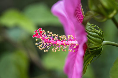 Close-up of pink flower