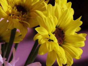 Close-up of yellow flowers