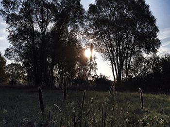 Scenic view of grassy field against sky at sunset