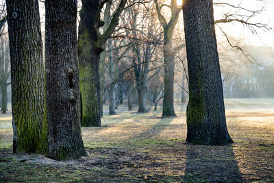 Trees in forest