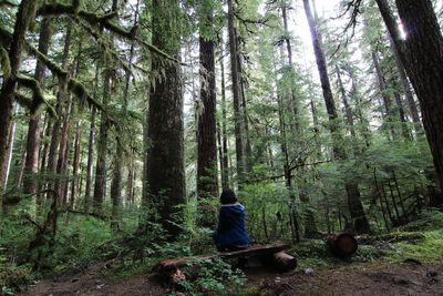 Rear view of woman sitting on bench amidst trees in olympic national park