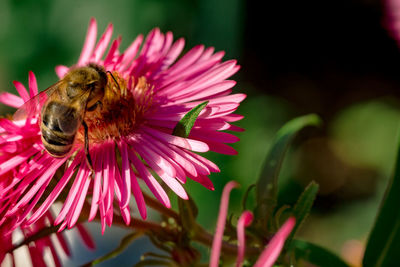 Close-up of bee pollinating on pink flower