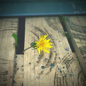Close-up of yellow flowering plant on wood