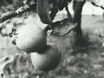 Close-up of fruits