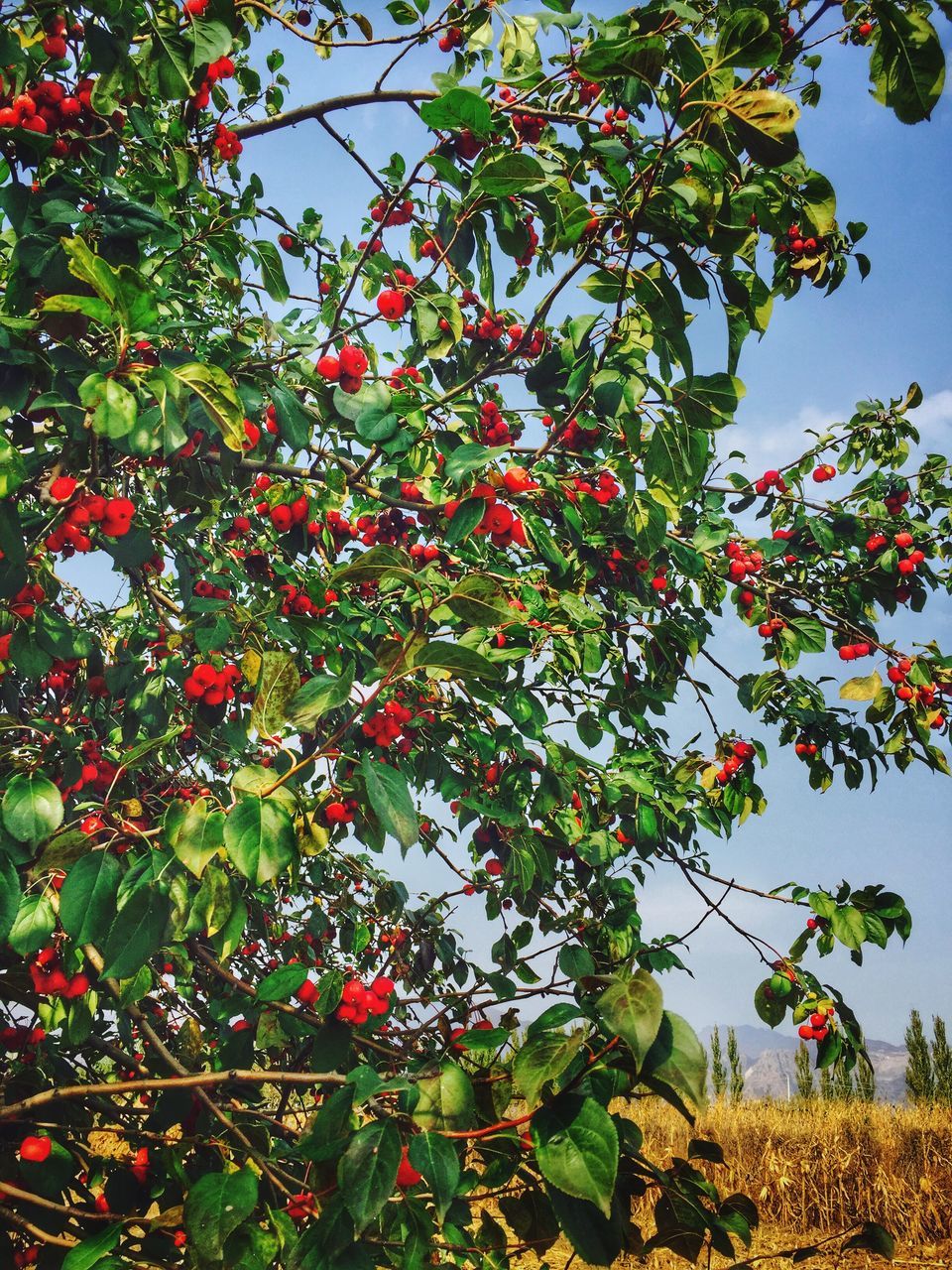 tree, growth, branch, low angle view, red, freshness, fruit, nature, leaf, clear sky, beauty in nature, flower, food and drink, day, outdoors, sky, sunlight, growing, plant, cherry tree