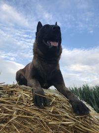 Malinois standing on a field 