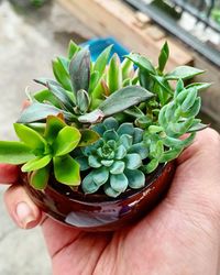Close-up of hand holding potted plant