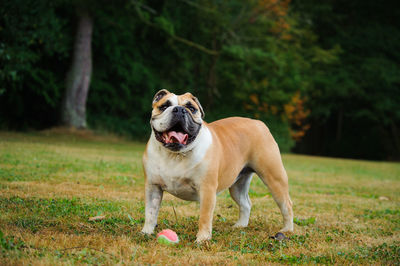 Dog on grass