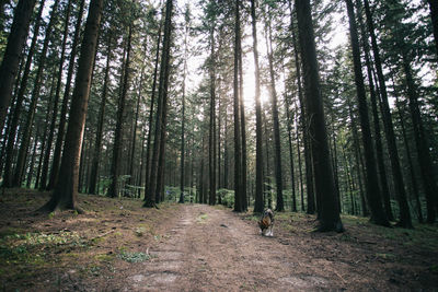Pine trees in forest
