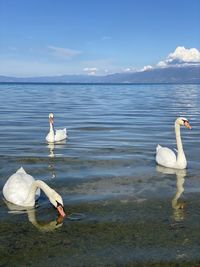 Swan floating on lake