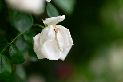 Close-up of white rose