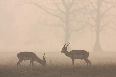 Deer in a field