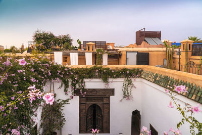 Rooftop of riad in marrakech with roses plants