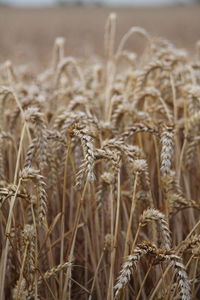 Close-up of stalks in field