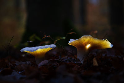 Close-up of yellow mushroom growing on field