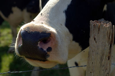 Close-up of cow
