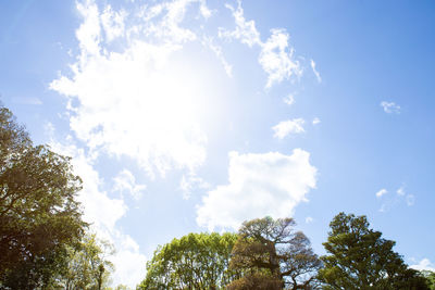 Low angle view of sunlight streaming through trees against sky