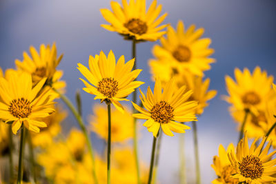 Close-up of yellow flowering plants on field