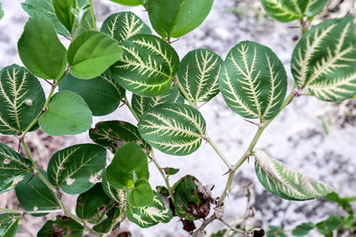 Close-up of green leaves on plant