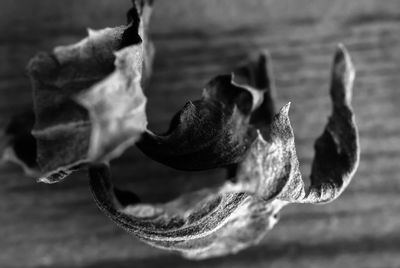 Close-up of flower against blurred background