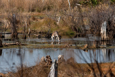 Reflection of bare trees in water