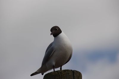 Low angle view of bird perching