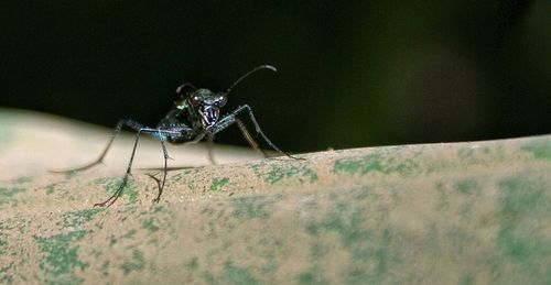 Close-up of insect