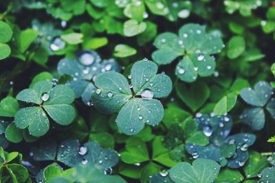 Close-up of leaves on water