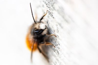 High angle view of bee