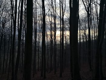 Silhouette trees in forest