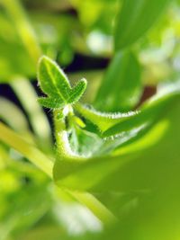 Close-up of green leaves