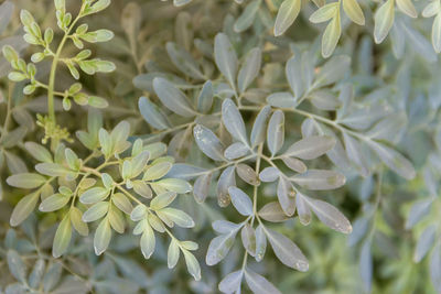 Close-up of white flowering plant