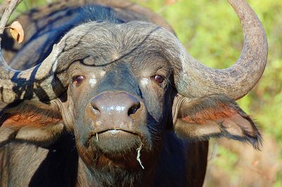Close-up portrait of african buffalo
