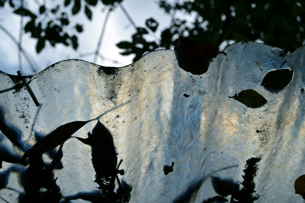 Leaves on roof