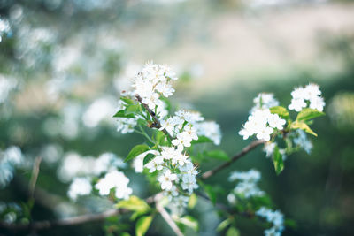 Close-up of white flowering plant