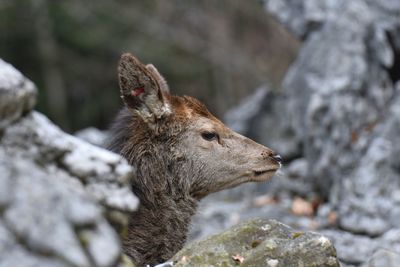 Close-up of deer