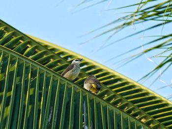 Low angle view of birds perching on a coconut palm tree