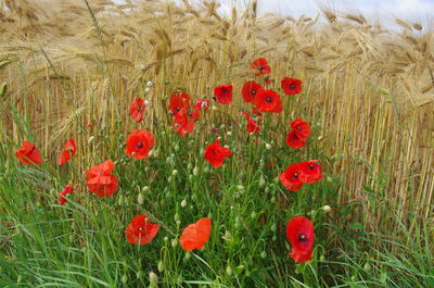 Close-up of poppy growing in field