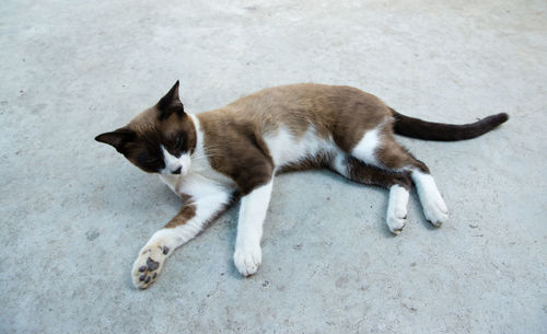 Cat on floor