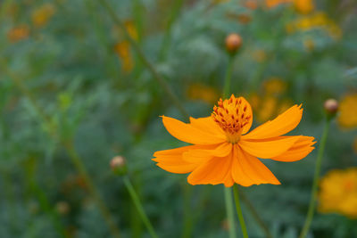 Close up of summer sulfur cosmos flower, orange cosmos flower