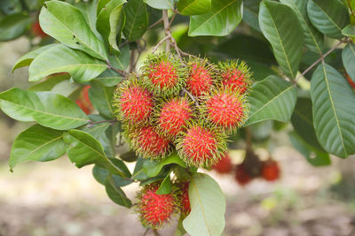 Ripe rambutan fruit on tree