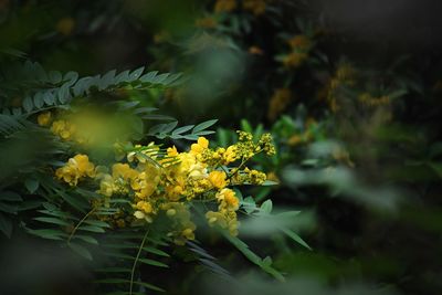 Close-up of yellow flowering plant