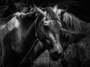 Close-up of horse