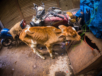 High angle view of cows on street