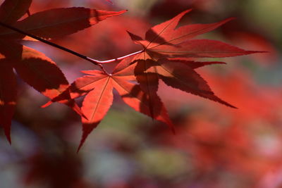 Close-up of maple leaves