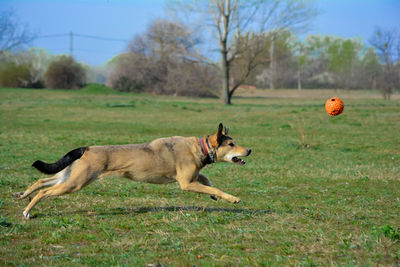 View of dogs running on grassy field